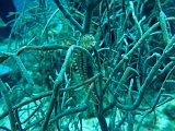 Curacao 04-12 184